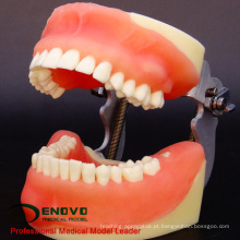 VENDA 12608 Modelo de Prática de Ensino de Cirurgia Oral